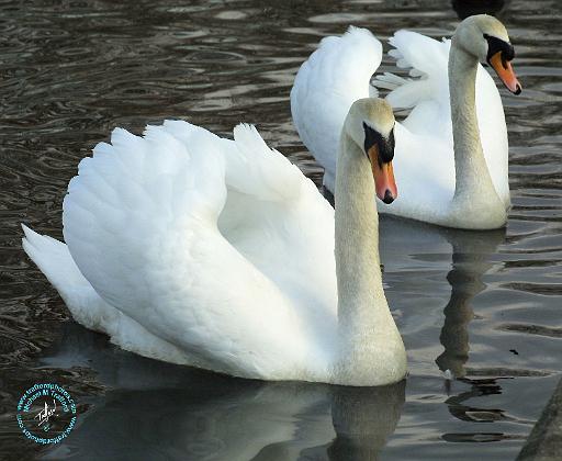 Mute Swan 9R005D-091.JPG
